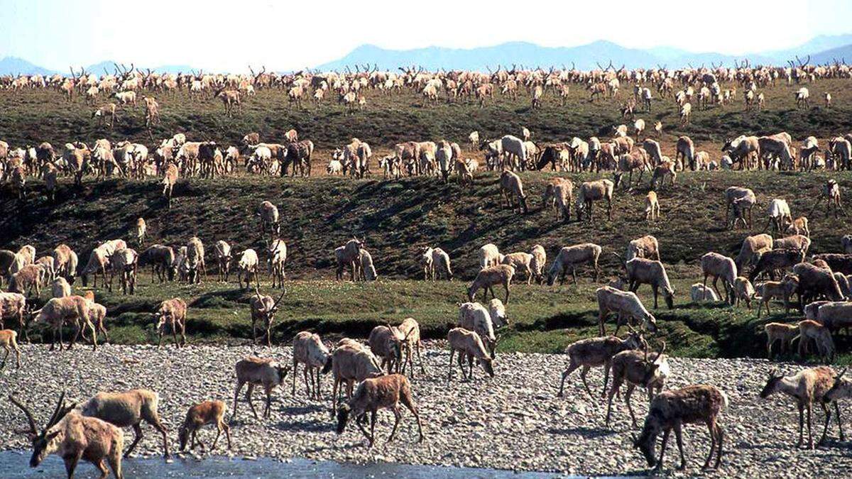 Das betreffende Gebiet in Alaska dient als Schutzraum für Zugvögel und für den Karibu (Bild)