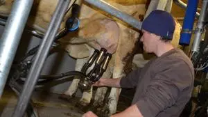 Die Zahl der Milchbauern im Bezirk Lienz hat sich halbiert, die Milchmenge aber ist explodiert