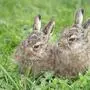 Zwei junge Hasen | Der Hase ist zum Symbol des Osterfestes geworden.