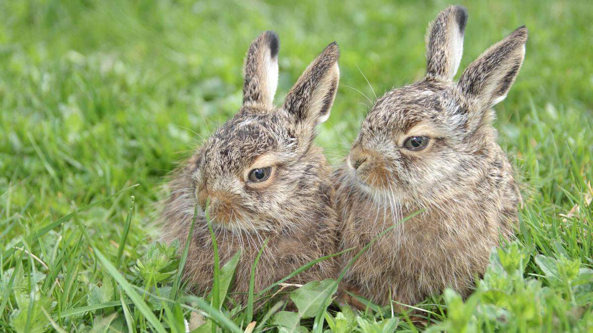 Zwei junge Hasen | Der Hase ist zum Symbol des Osterfestes geworden.