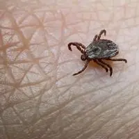 Zecken können FSME und auch Borreliose übertragen. 