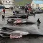 Killed black dolphins on the wet pavement of the pier