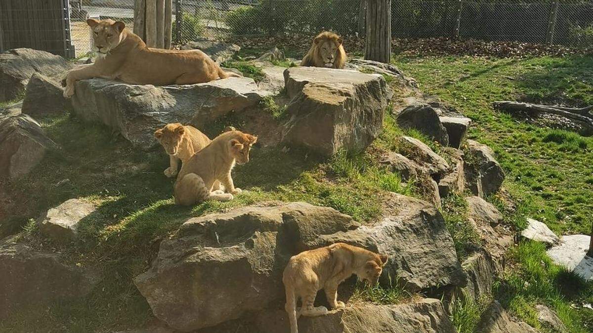 Mama amira und Papa Caesar mit ihren drei Buben Spartacus, Maximus und Tiberius