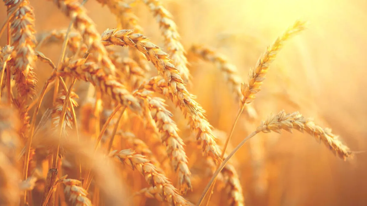 Österreichs Getreide ist heuer gut gewachsen