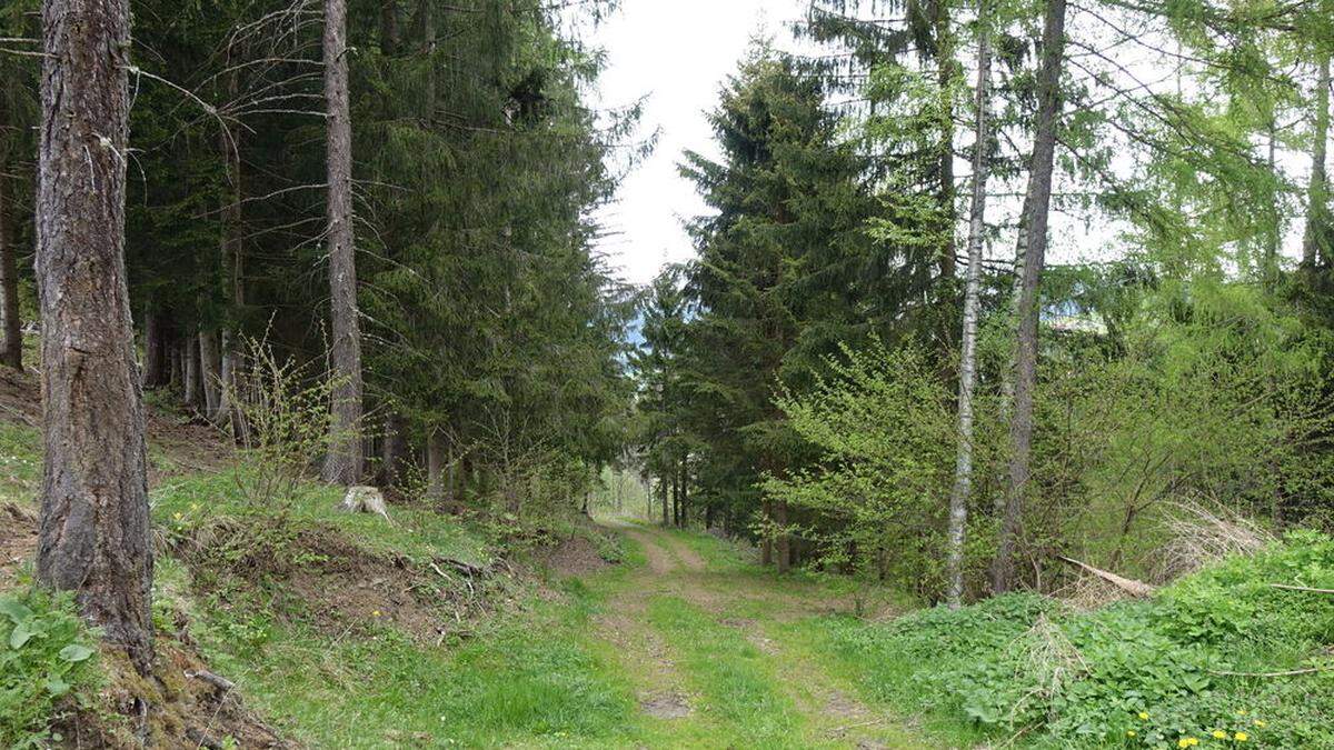 Die erste Deponie befindet sich in einem Wald über Peterdorf