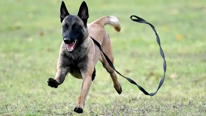 Für einen Militärhund sollte der Betrogene auch noch zahlen