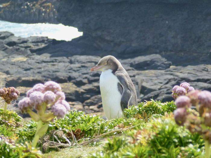 Campbell Island ist von unzähligen Pinguinen besiedelt
