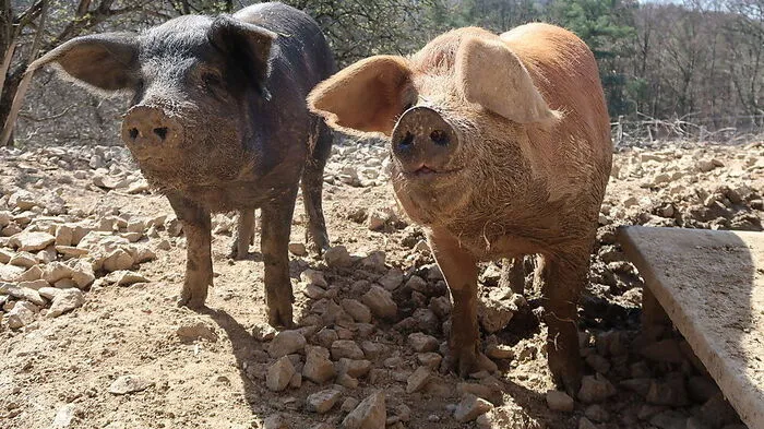 Schweine suhlen sich gerne im Schlamm, um sich vor Parasiten zu schützen