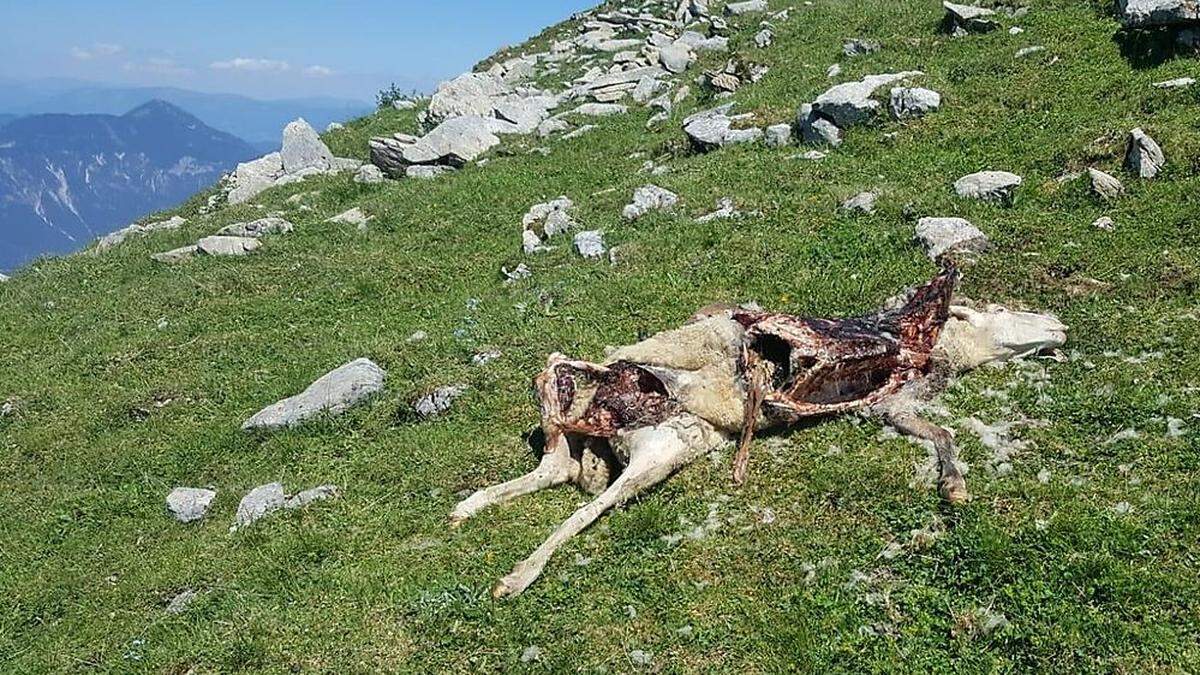 Heuer wurden auf der Poludnig Alm bereits sieben Schafe gerissen