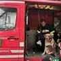 Die Kameraden der FF Frantschach brachten die Tiere ins Tierheim Wolfsberg