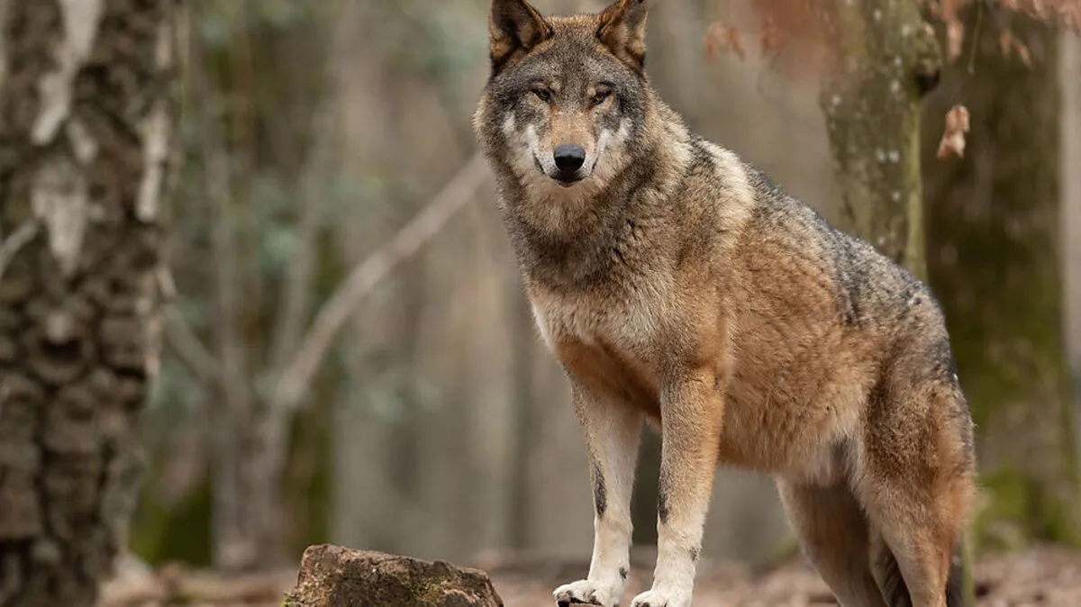 Der Wolf ist kein Problembär, aber auch nicht überall willkommen