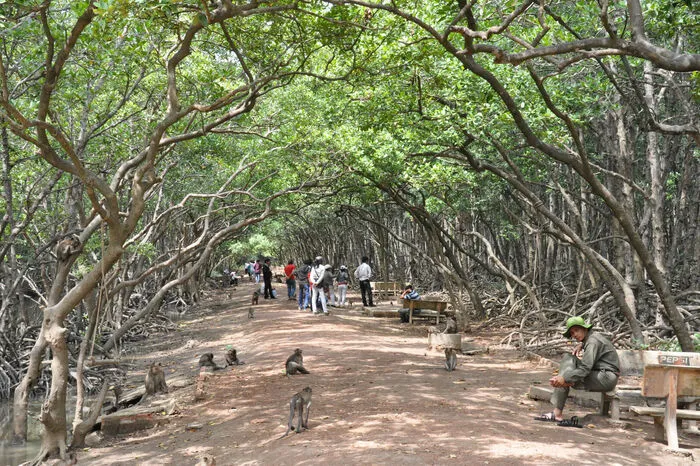 Auge in Auge mit Affen und Krokodilen in Saigon.Auf der Tagestour fahren die Besucher mit einem Kanu in den Can Gio Nationalpark, der nur anderthalb Stunden von Saigon entfernt ist. Das UNESCO-Biosphärenreservat besteht aus Mangrovenwäldern- und sümpfen, einer großen Affeninsel und einem großzügig angelegten Bereich für Krokodile. Die Besucher beobachten die Riesenechsen von Bord aus und gehen auf der Insel auf Tuchfühlung mit den Affen. Auf die Kamera und andere Mitbringsel sollten die Besucher dabei gut achten, denn die kleinen Äffchen schnappen sich gerne die Sachen der Gäste.