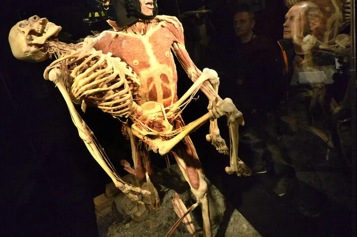 Rund 200 Exponate erwarten die Besucher ab 4. Oktober hinter Glasfenstern im "Studio F" der Wiener Stadthalle.