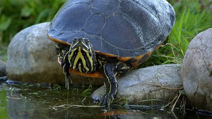 Eine Wasserschildkröte ist in der Nähe von Lebring zugelaufen (Sujetbild)