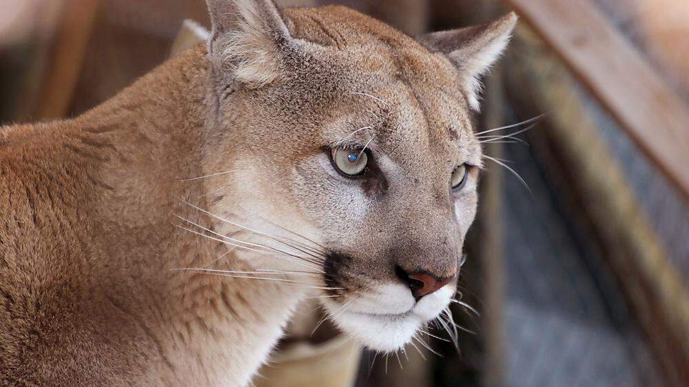 Puma-Weibchen Missoula ist in die Tierwelt eingezogen