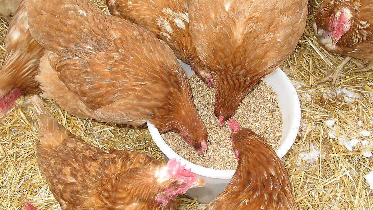 Hühnerfutter wurde in Radmer knapp, in Eisenerz bekommen die Hühner überschüssige Milch (Sujetbild)