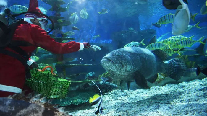 Traditionell füttern im Ocean Park in Manila auf den Philippinen Weihnachtsmänner die Fische - und gehen dafür sogar auf Tauchgang. Das nennt man liebevolle Fütterung per Hand.