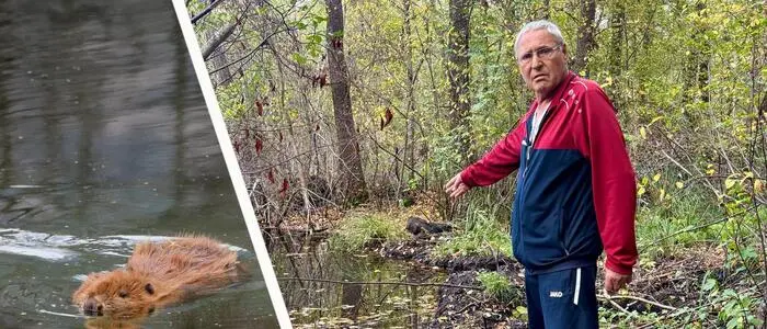Im Attemsmoor staut ein Biber das Wasser – Teichbesitzer Engelbert Fötsch kämpft deshalb um seine Fische