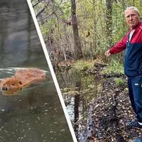 Im Attemsmoor staut ein Biber das Wasser – Teichbesitzer Engelbert Fötsch kämpft deshalb um seine Fische