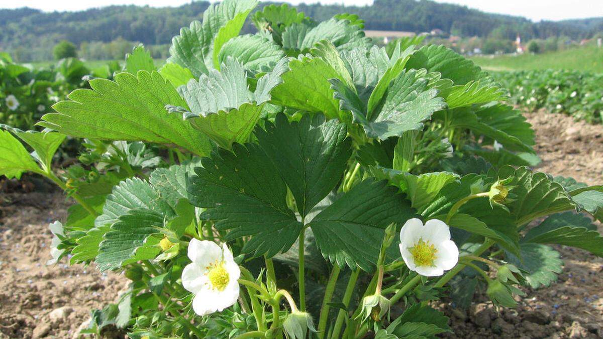 Nur wenn Erdbeeren bestäubt werden, können sie auch Früchte tragen