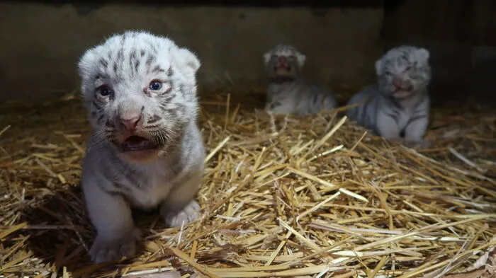 Hector, Pascha und Zeus wurden am 28. Mai der Öffentlichkeit präsentiert. Geboren wurden die drei Weißen Tiger schon am 7. Mai.