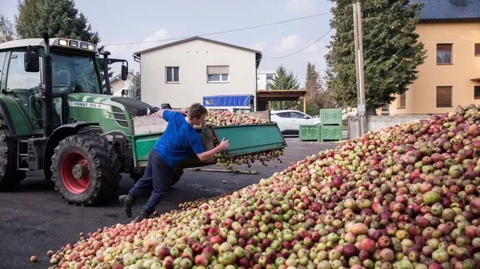 Beim „Lavanttaler Obst“, dem Verarbeitungsbetrieb des Lagerhauses Lavanttal, herrscht geschäftiges Treiben.
