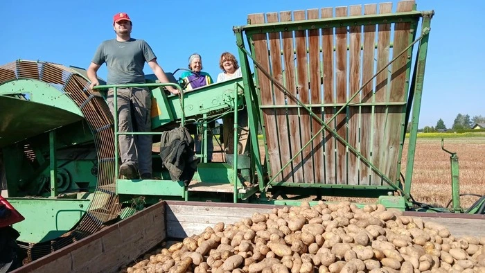 Die Familie Kotschnig bei der Kartoffelernte