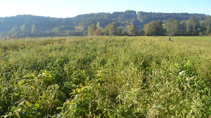 Auf einer Fläche von einem Hektar baut der Gemüsebaubetrieb Janisch in Ilz Edamame an, als einer der ersten steirischen Betriebe überhaupt.