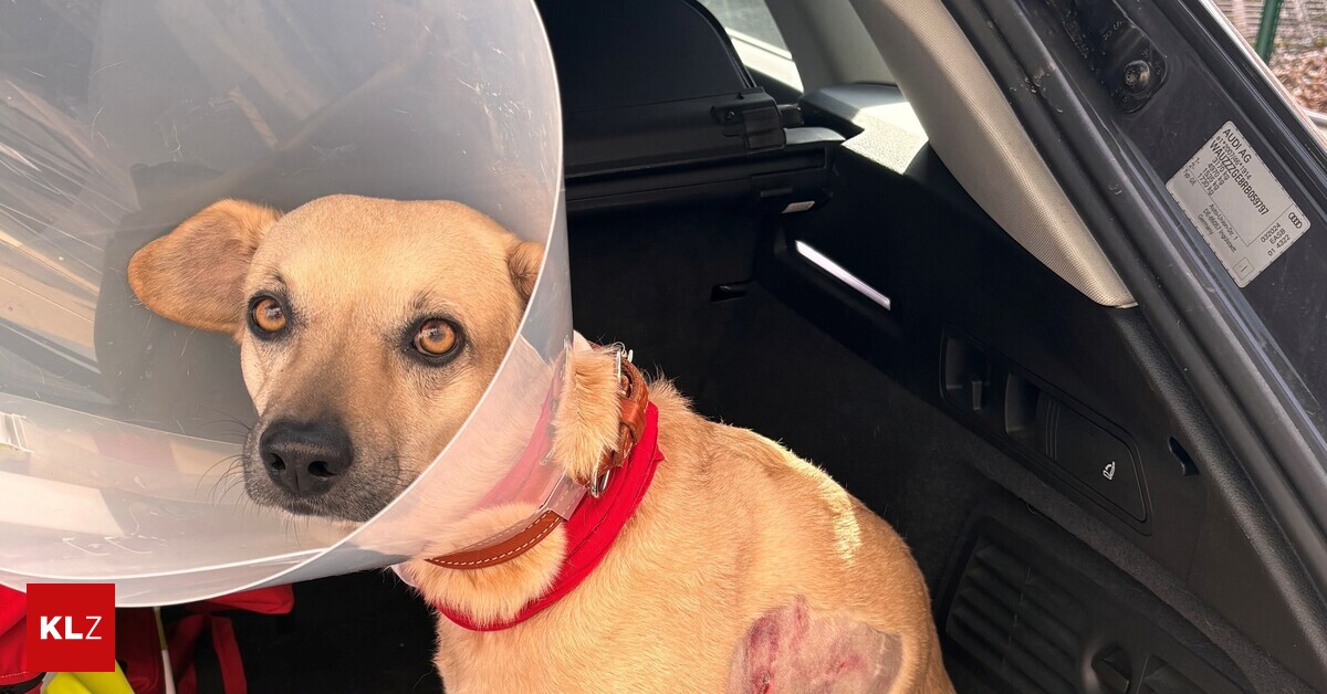 Hundeattacke-in-Graz-Er-hatte-berhaupt-keine-Kontrolle-ber-seine-Hunde-