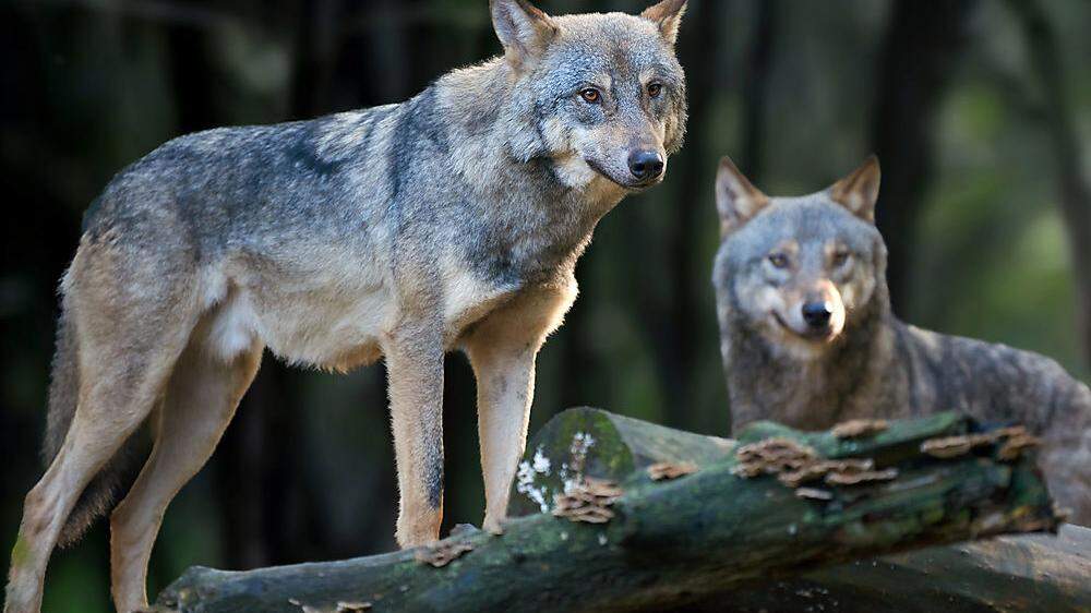 Die mögliche Rückkehr des Wolfs sorgt für Diskussionen 