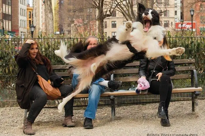 Der nächste fliegende Hund