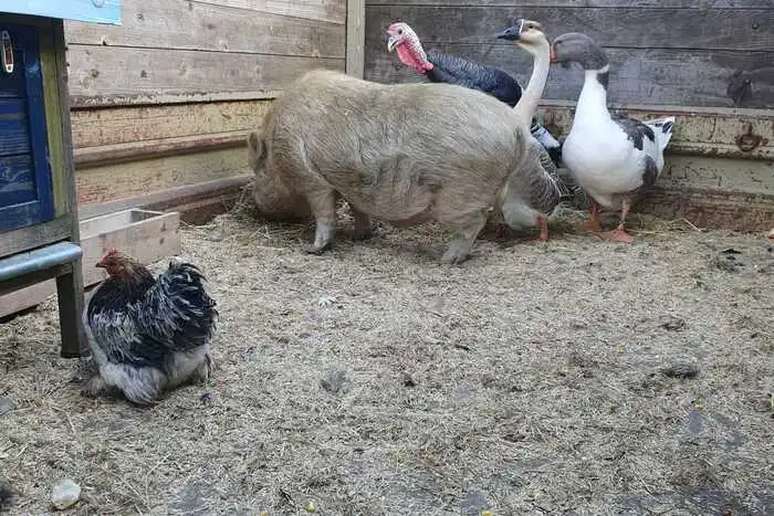 Unter den Tieren befanden sich auch Schweine, Enten und Hühner.