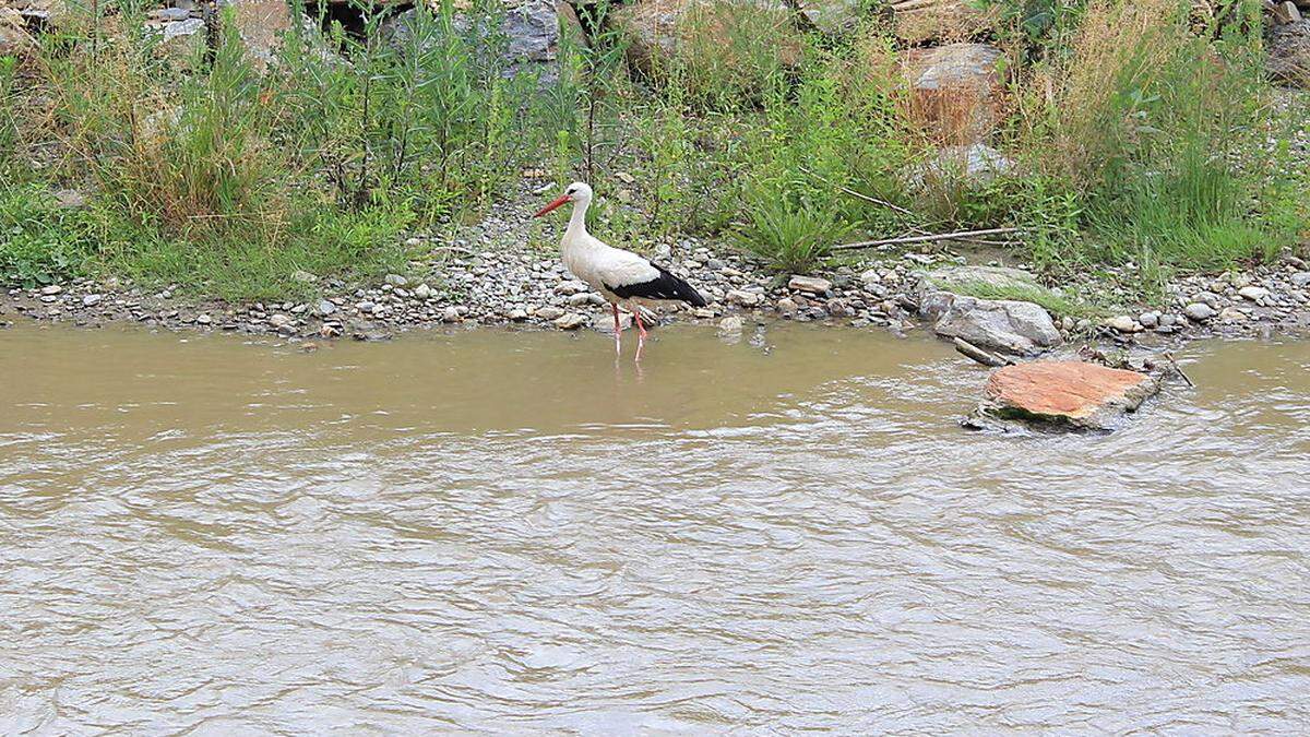 Der Weißstorch watete im Voitsberger Stadtgebiet am Ufer der Kainach entlang