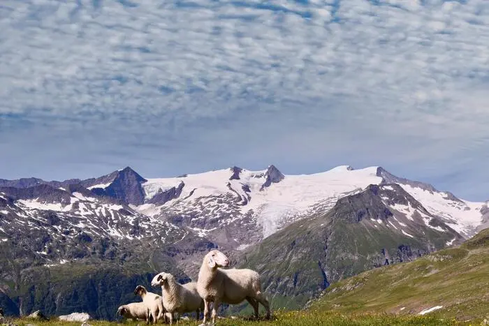 Abschied von der Alm | Ende September wurden diese Schafe wieder ins Tal getrieben. Unser Leserreporter Franz Josef Dorn aus St. Marein-Feistritz hat diesen friedlichen Moment des Abschieds von der Alm mit seiner Kamera eingefangen. Herzlichen Dank für das Foto!