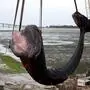 Zehn Meter lang und zwölf Tonnen schwer war das verendete Finnwal-Weibchen vor der französischen Atlantikküste