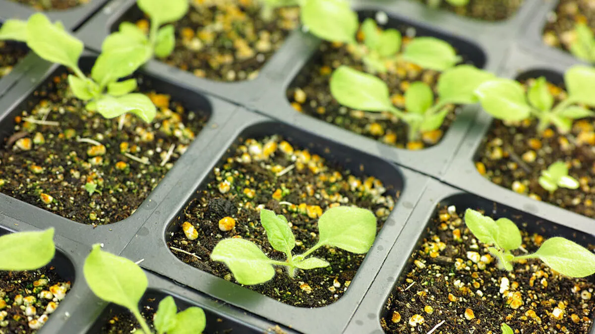 Die Tabakpflanze eignet sich für die Antikörperforschung. Das zeigen Herta Steinkellner und ihr Team.