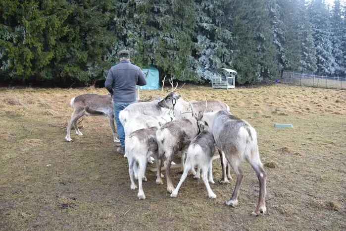 In einem separaten Gehege warteten auch acht Rentiere auf neugierige Blicke