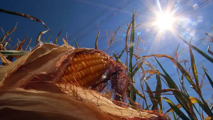 Ein Maiskolben wächst in vertrockneten Blättern, von oben strahlt die Sonne