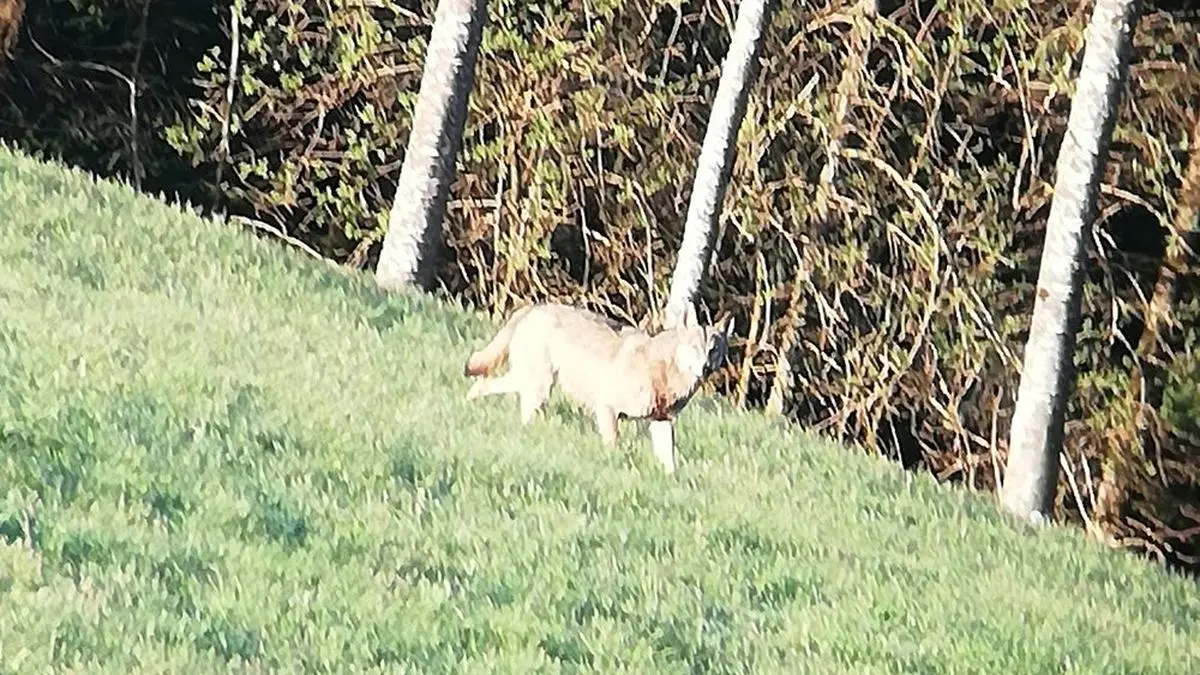 Diesen Wolf bekam ein Jäger bei St. Oswald ob Eibiswald vor die Linse