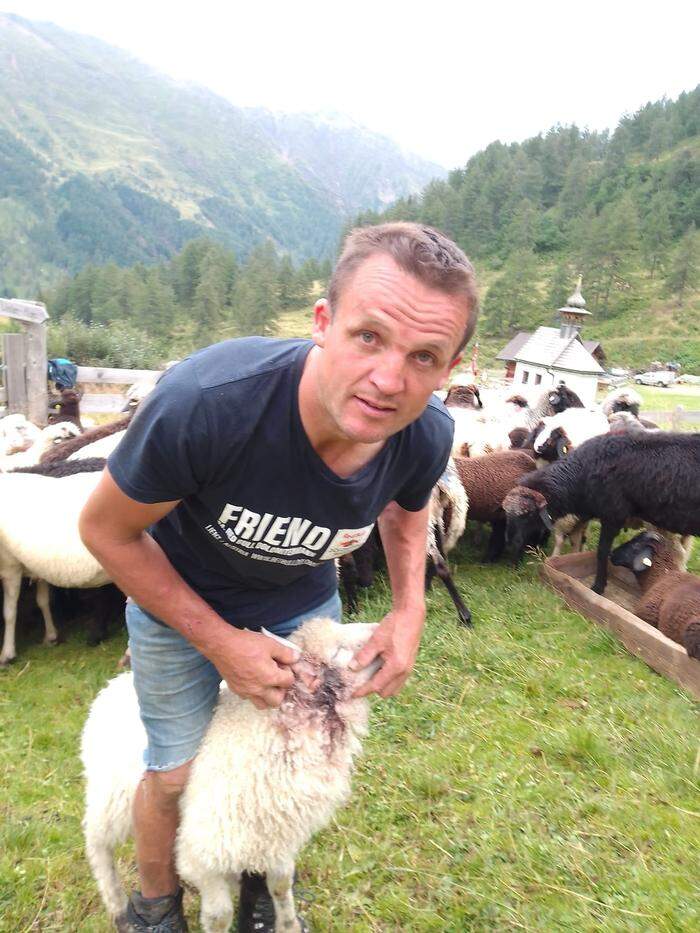 Ortsbauernobmann Josef Gietl mit einem verletzten Schaf
