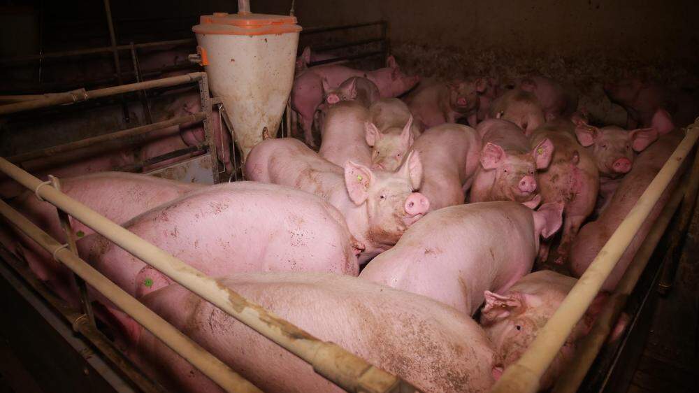 Bilder von Tierrechtsaktivisten des VGt aus einem steirischen Schweinestall 