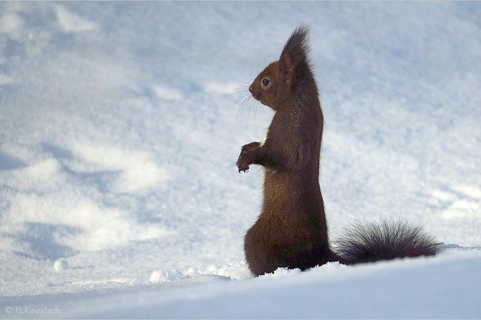Eichhörnchen auf Futtersuche in Irdning