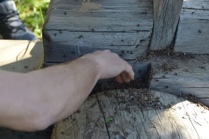 Ob die Ameisen auch IM Holz nisten??