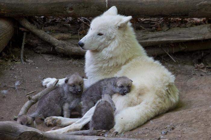 Wölfin Inja mit ihren Kleinen