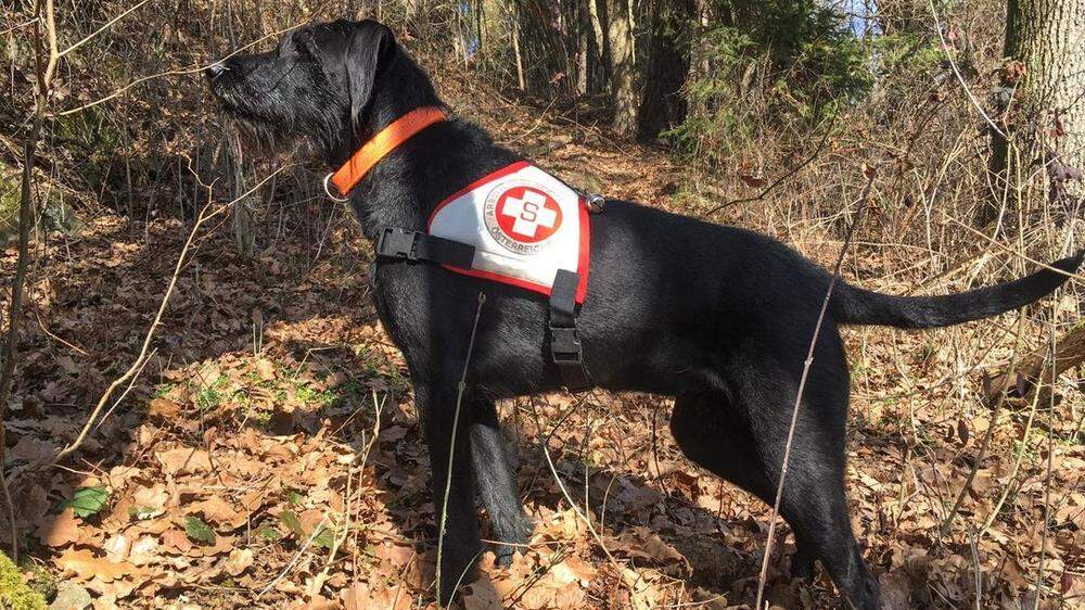 Die Rettungshundestaffel des Samariterbunds Kärnten stand bei der großangelegten Suchaktion nach einem Elfjährigen in Villach-Land im Einsatz
