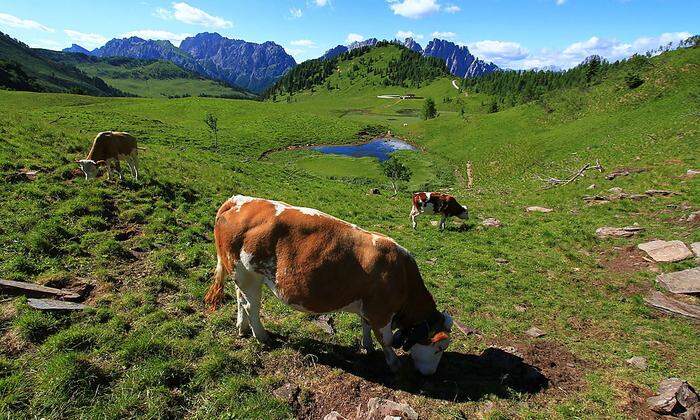 Die Kühe auf den Almen der Umgebung liefern die Milch für den saurischen Almkäse
