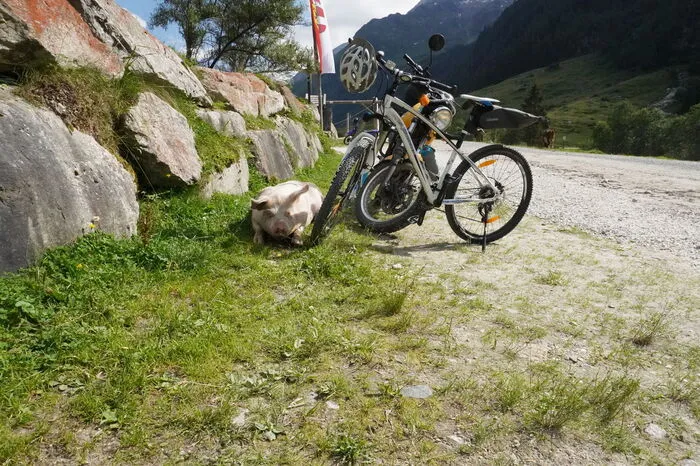 Den dritten Platz sichert sich Birgit Hofer aus Vorau. Beim Wandern in Bramberg am Wildkogel hat sie dieses Schwein entdeckt, das hinter den Rädern ein schattiges Plätzchen sucht.