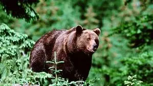 Bär im Wald | Der Mann konnte vor der Attacke der Bärin unverletzt flüchten (Symbolfoto)