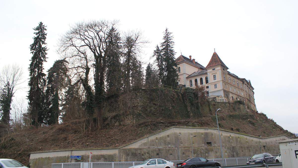 Wegen Gefahr im Verzug: Die Eschen am Hang unter dem Schloss Greißenegg mussten entfernt werden