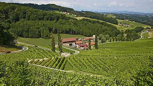 So idyllisch gedeihen preisgekrönte Weine